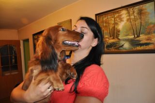 NADIM jamniki Kollapsar